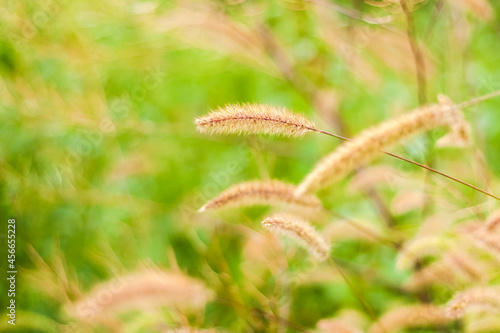 Meadow field with fluffy grass. Summer spring natural landscape. Green landscape background for a postcard, banner or poster.