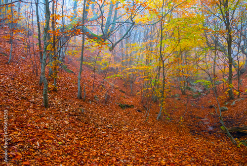 autumn red dry forest in dense mist, autumn natural background