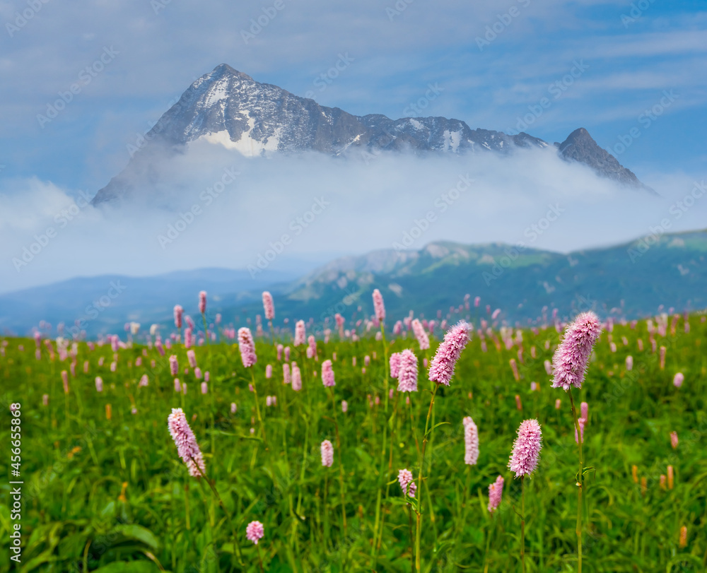 Fototapeta premium green mountain valley with flowers, natural travel background