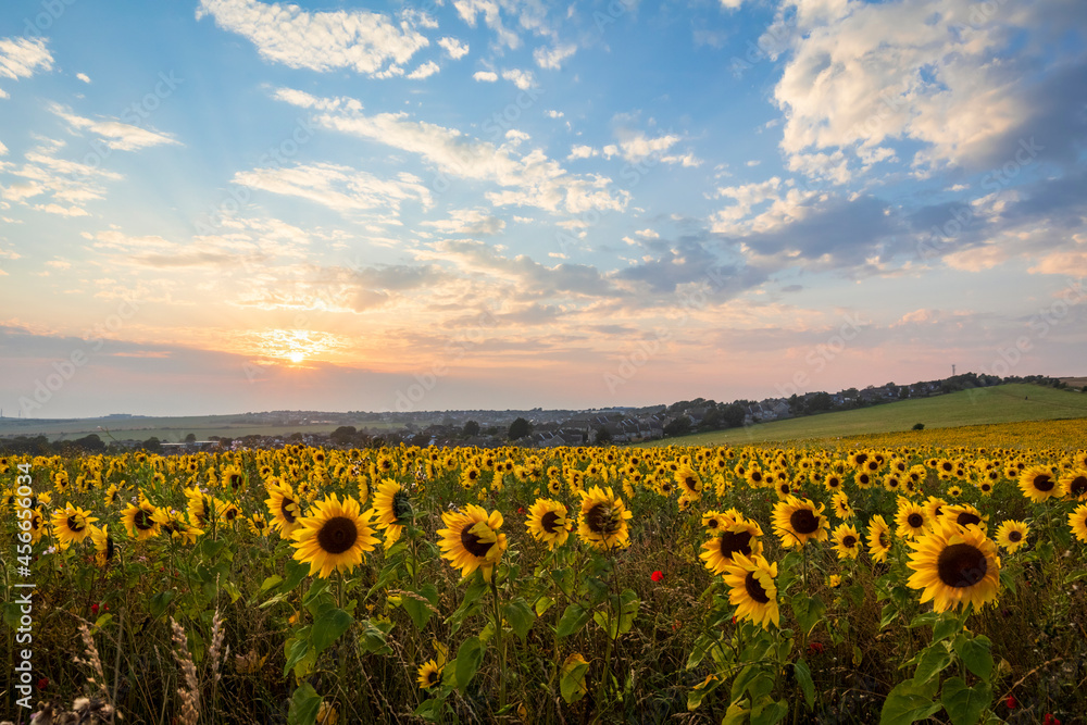 Sunflower sunset on the south downs near Woodingdean, Brighton, east Sussex