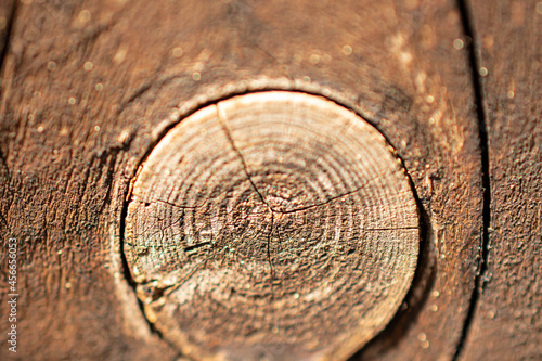 Wooden knag in closeup photo