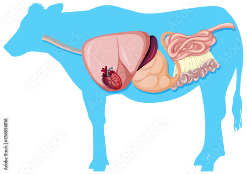 Internal anatomy of cow with organs