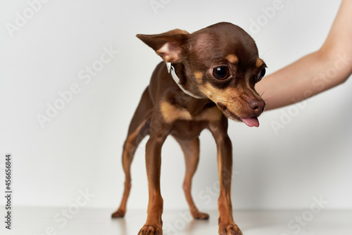 little dog posing Studio isolated background