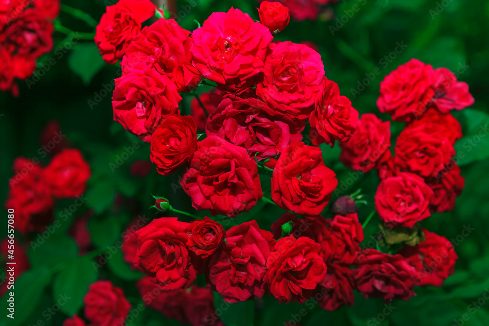 Fresh red roses growing in the garden . Wedding flower bouquet Fresh red roses growing in the garden . Wedding flower bouquet