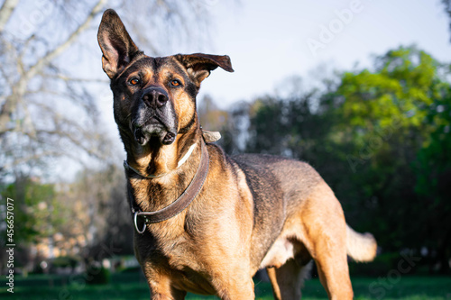 German shepherd alerted dog in park