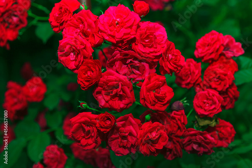 Fresh red roses growing in the garden . Wedding flower bouquet 