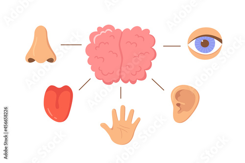 Brain and human senses organ set. Nose, ear, hand, tongue, eye. Sensory organs. See, hear, feel, smell and taste. Elements for an educational manual. Vecor illustrations isolated on white background.