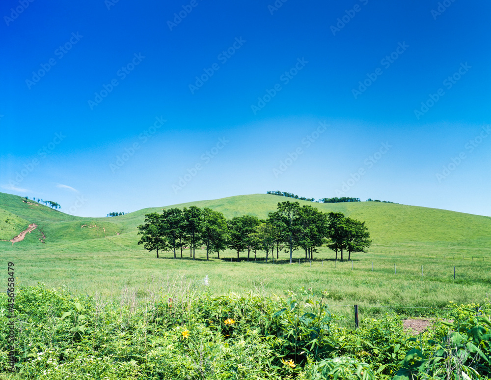 Obraz premium 北海道 弟子屈の牧場