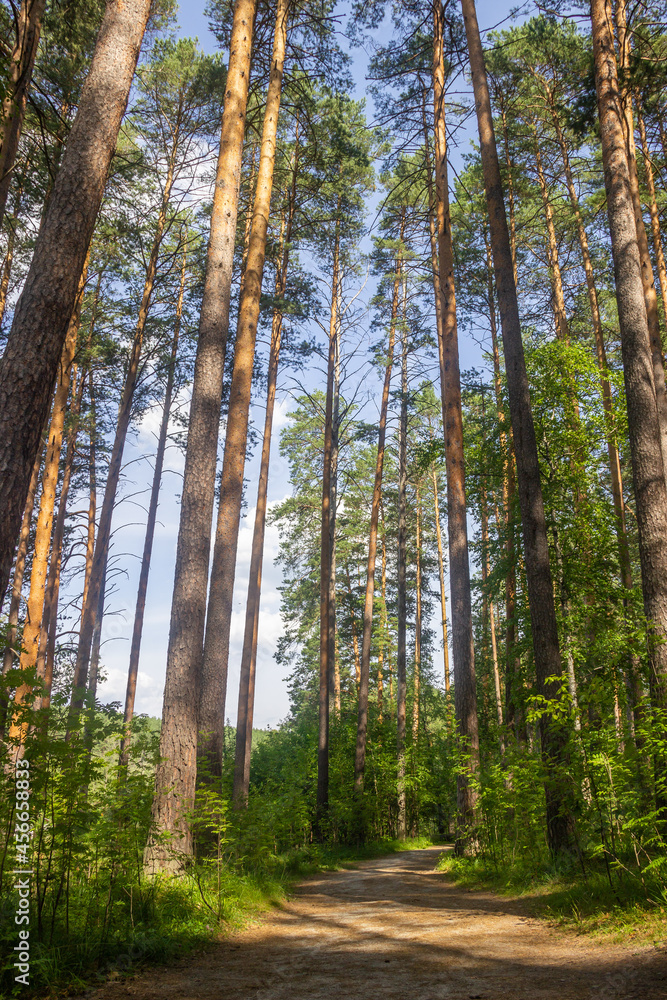 Trail in the forest with tall trees Trail in the forest with tall trees