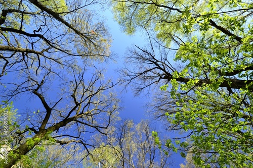 Triangle of tree branches against the blue sky