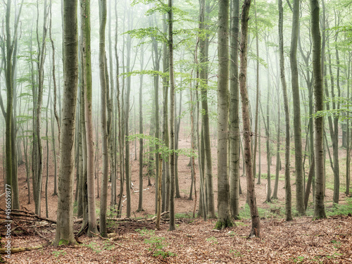 Beech Forest with Thick Fog