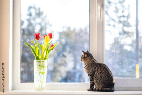 The cat sits on the window on a winter day and looks out the window. There are tulips on the windowsill