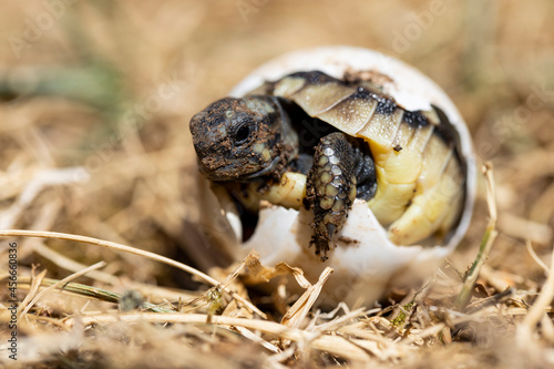 A small turtle is born out of its egg, eyes looking at the sky in its natural habitat. Newborn cute little animals.