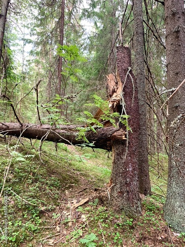 Broken tree in a dense forest in summer