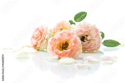 bouquet of beautiful roses isolated on white