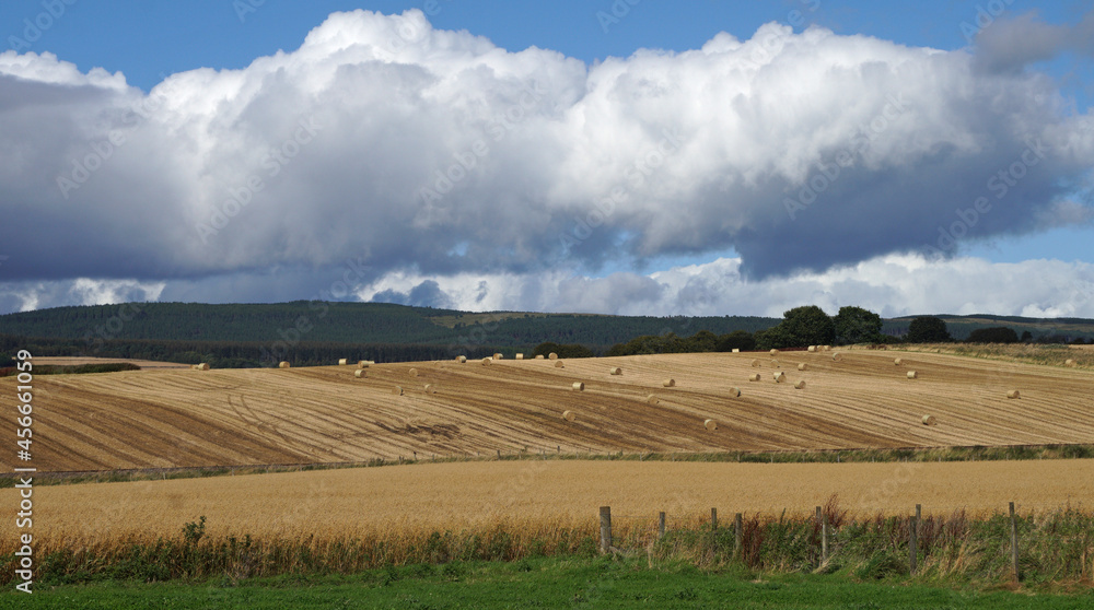 field of wheat and hay bales, Ivergordon, Scotland