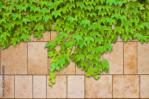 New stone wall covered with fresh green ivy © Francesco Scatena