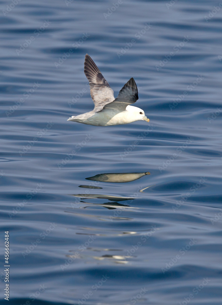 Northern Fulmar - Fulmarus glacialis Northern Fulmar - Fulmarus glacialis