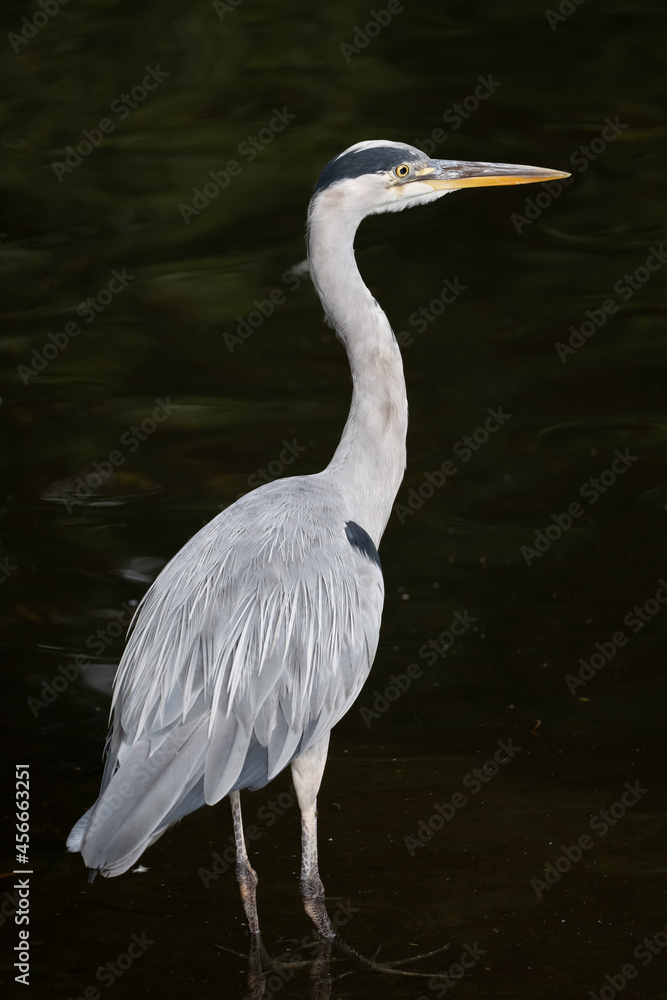 Grey heron (Ardea cinerea) wading bird in the lake, family: Ardeidae, region: temperate Europe and Asia. Grey heron (Ardea cinerea) wading bird in the lake, family: Ardeidae, region: temperate Europe and Asia.
