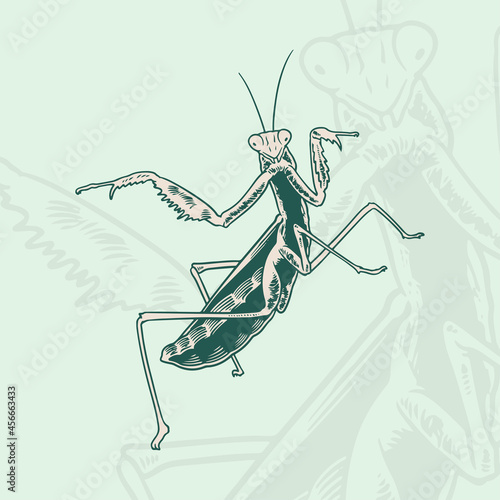 Hand Drawn Grasshopper Sket...