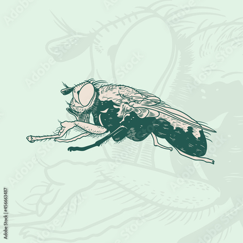 Hand drawn sketch of fly. R...