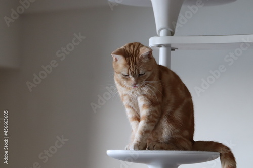 お辞儀をしながらアッカンベーする猫アメリカンショートヘアレッドタビー。