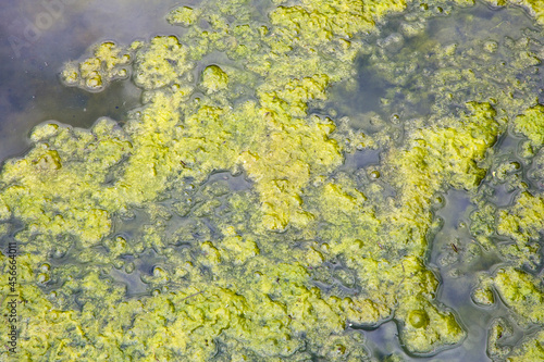 Stagnant water background with algae emerging on surface in a lake photo