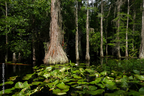 Landscape in the Okefenokee swamp with bald cypress trees  Taxodium distichum   Georgia  USA