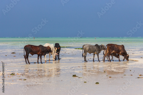 Herd of cows walking on tropical beach. Colorful cows on Zanzibar coast. Cow and calf drink salt water against Indian Ocean background. Scenic seascape in Africa. Exotic farming. African lifestyle. 
