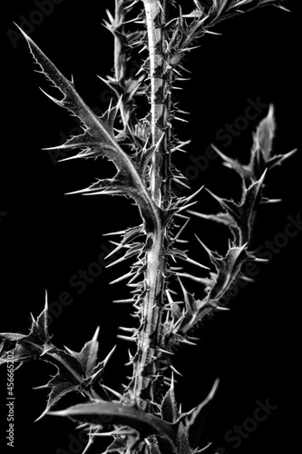 Wallpaper Mural dew, thorn, flower, drops, grass, fluff,dandelion, bubble Torontodigital.ca