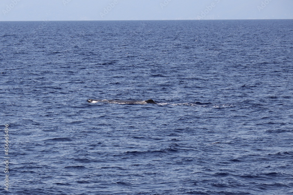 Obraz premium Un raro esemplare giovane di capodoglio avvistato nel mar ligure.