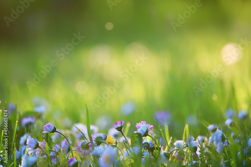 flowers daisies background summer nature, field green flowering colorful daisies