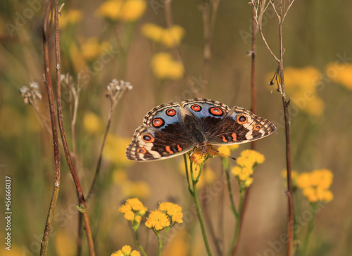Eyed Pansy (Junonia orithya), an African butterfly