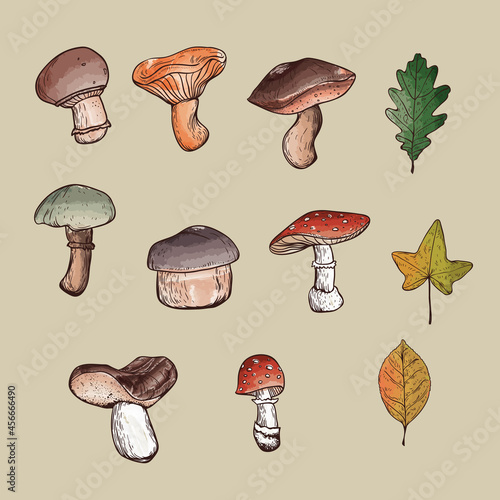 Colorful isolated mushrooms and autumn leaves