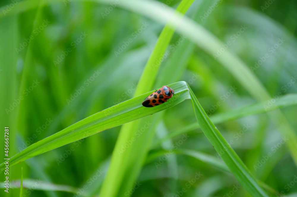 closeup the small red black color weevil insect hold on paddy plant leaf over out of focus green brown background. closeup the small red black color weevil insect hold on paddy plant leaf over out of focus green brown background.