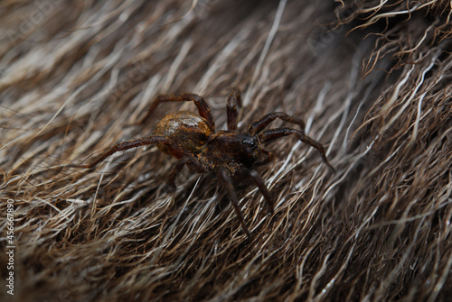 A spider web, spiderweb, spider's web, or cobweb (from the archaic word coppe, meaning 