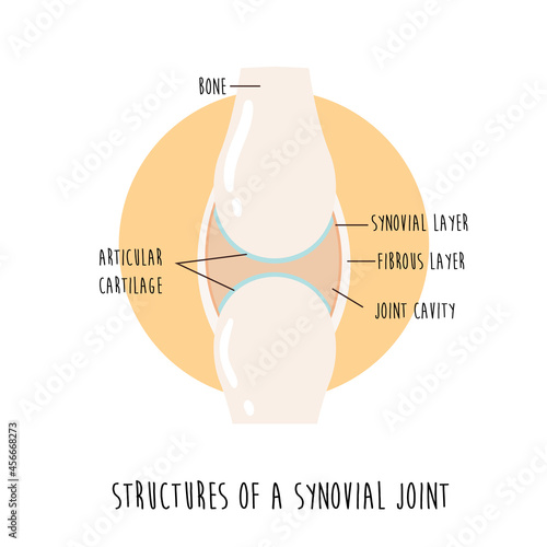 Vector illustration of a healthy synovial joint
