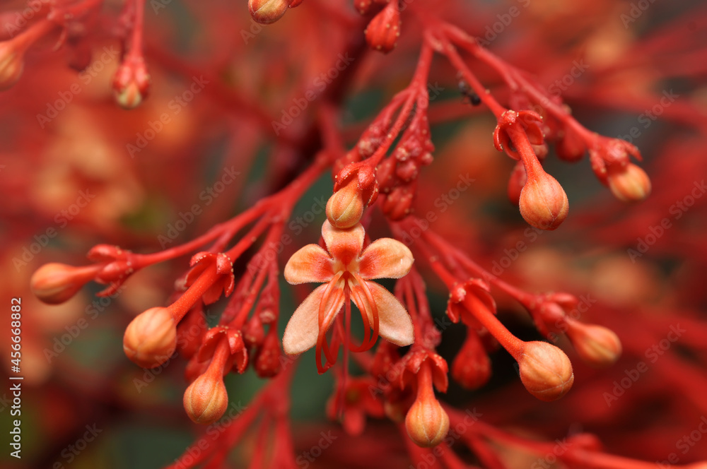 Close up Clerodendrum paniculatum flower red color nature outdoor Close up Clerodendrum paniculatum flower red color nature outdoor