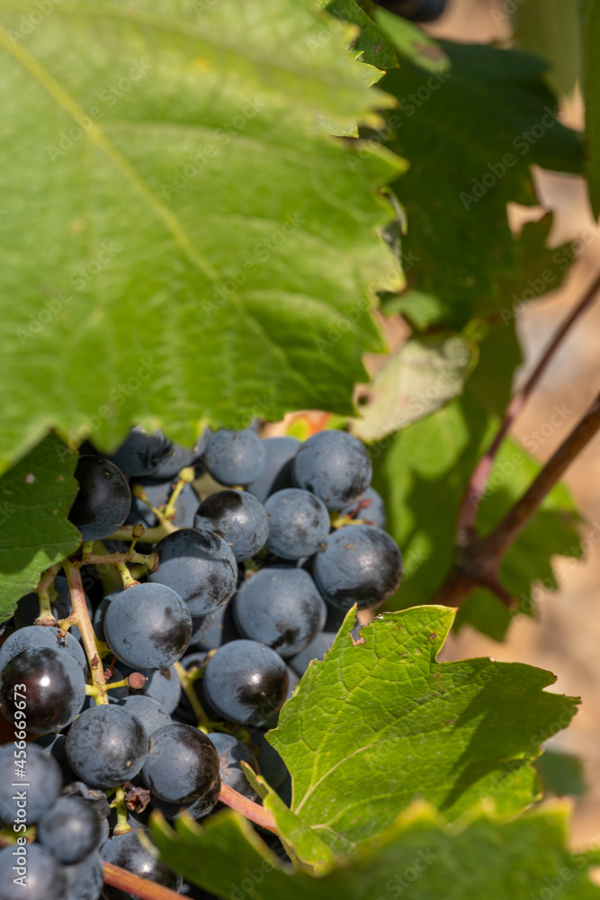 black currant on the vine black currant on the vine