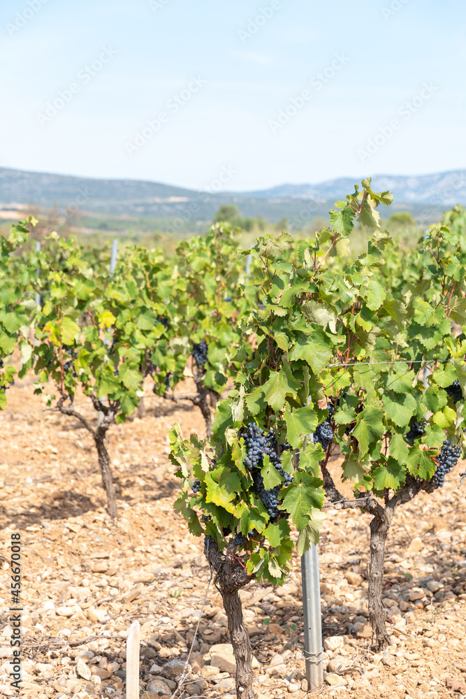 vineyard in region