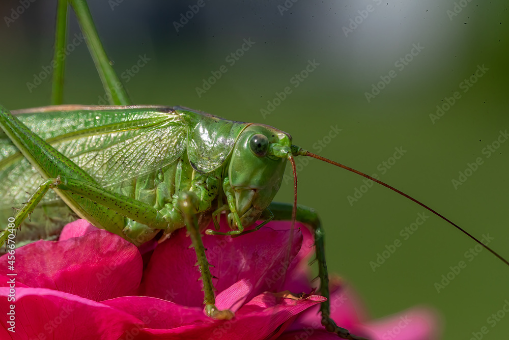 big green saber grasshopper sits on a rose and eats big green saber grasshopper sits on a rose and eats