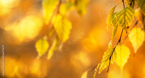 Autumn background with orange  yellow leaves and golden sun lights  natural bokeh. Fall nature landscape with copy space  banner