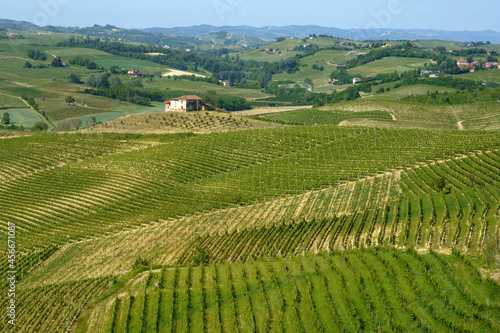 Vineyards of Monferrato near Nizza at springtime