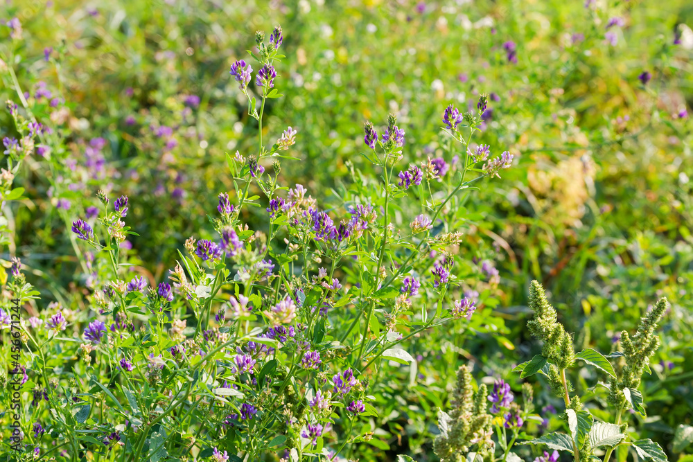 Flowering alfalfa on field on a blurred background Flowering alfalfa on field on a blurred background