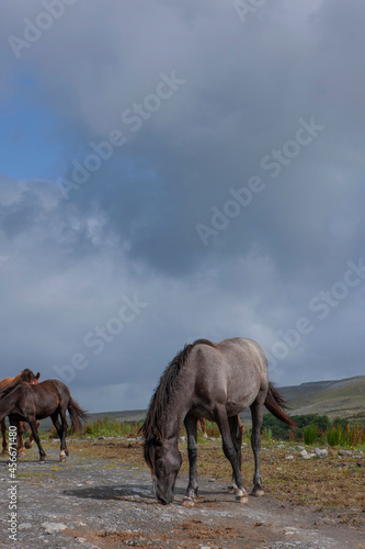 Horses. Ireland. South West Coast. Ocean. Burren region in County Clare