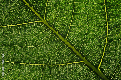 close up of green leaf