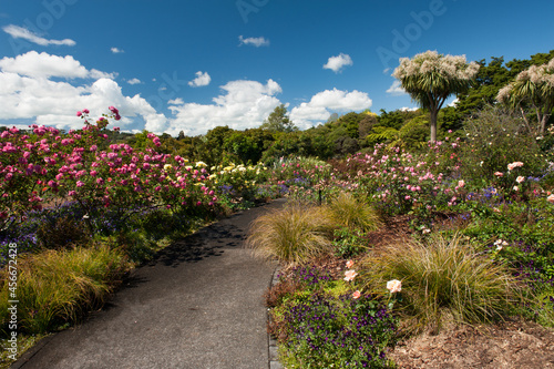 Arch with white blooming roses in the garden