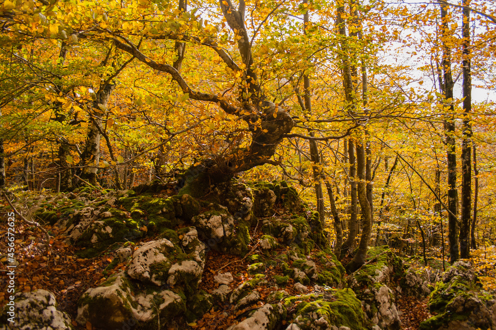 crooked tree on top of rocks