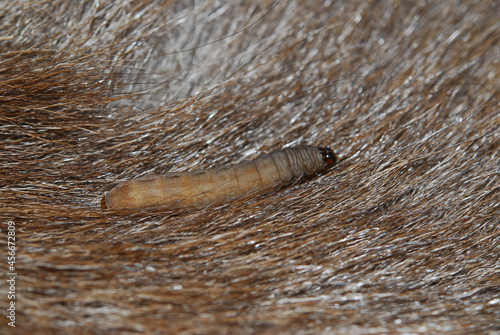 Slug, or land slug, is a common name for any apparently shell-less terrestrial gastropod mollusc. The various families of slugs are not closely related, despite a superficial similarity in the body fo
