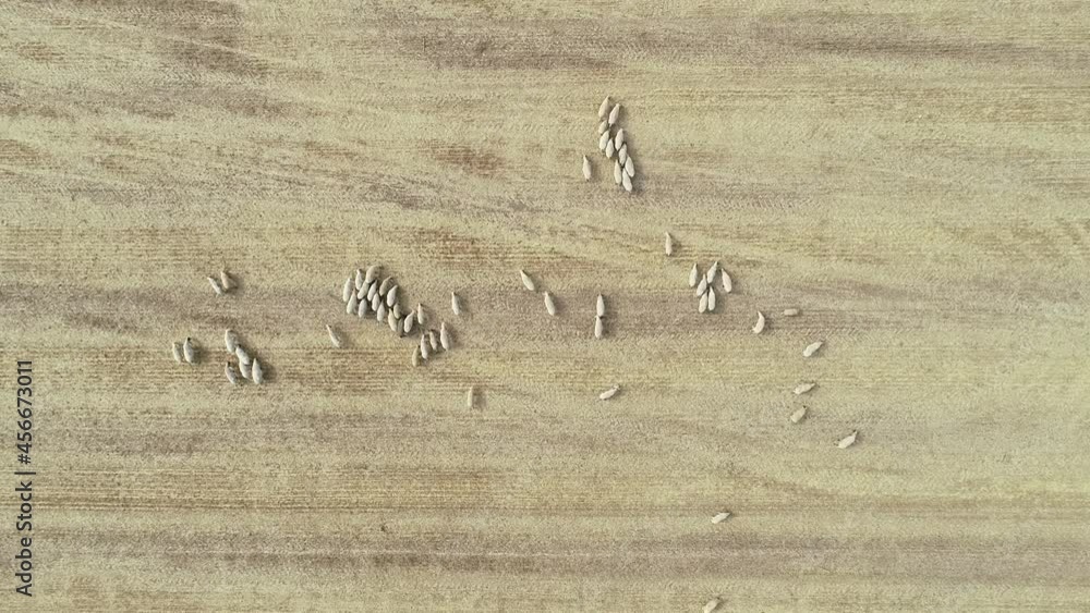 Drone overhead view of sheep herd moving. Top down view of sheep herd feeding on field Drone overhead view of sheep herd moving. Top down view of sheep herd feeding on field